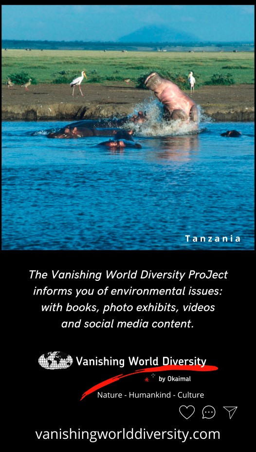 Vanishing World 5